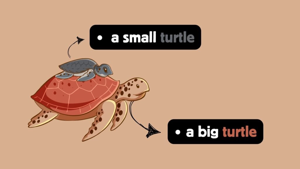 A big turtle